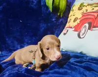 Tazz, a male Miniature Dachshund for sale in Lake City, FL – Photo 8 of 10