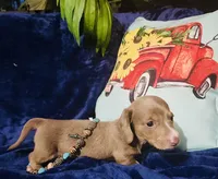 Tazz, a male Miniature Dachshund for sale in Lake City, FL – Photo 2 of 10