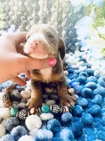 Tazz, a male Miniature Dachshund for sale in Lake City, FL – Photo 3 of 10