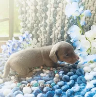 Tazz, a male Miniature Dachshund for sale in Lake City, FL – Photo 4 of 10