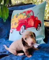 Tazz, a male Miniature Dachshund for sale in Lake City, FL – Photo 1 of 10