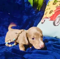 Tazz, a male Miniature Dachshund for sale in Lake City, FL – Photo 7 of 10