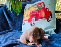 Tazz, a male Miniature Dachshund for sale in Lake City, FL – Photo 10 of 10