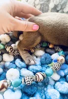 Tazz, a male Miniature Dachshund for sale in Lake City, FL – Photo 5 of 10