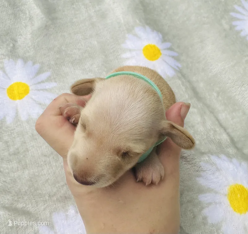 Cappuccino – Miniature Dachshund puppy for sale in Lake City, FL