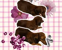 Lady, a female Miniature Dachshund for sale in Lake City, FL – Photo 2 of 10