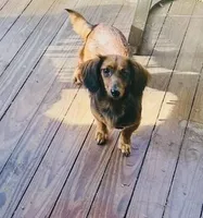 Lady, a female Miniature Dachshund for sale in Lake City, FL – Photo 1 of 10