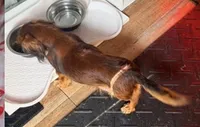 Lady, a female Miniature Dachshund for sale in Lake City, FL – Photo 10 of 10