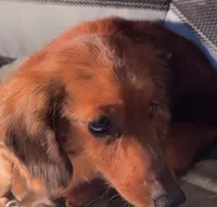 Lady, a female Miniature Dachshund for sale in Lake City, FL – Photo 3 of 10