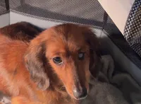 Lady, a female Miniature Dachshund for sale in Lake City, FL – Photo 6 of 10