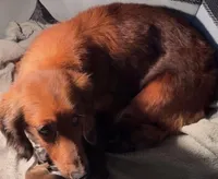 Lady, a female Miniature Dachshund for sale in Lake City, FL – Photo 4 of 10