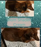 Lady, a female Miniature Dachshund for sale in Lake City, FL – Photo 9 of 10