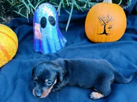 Stormy, a male Miniature Dachshund for sale in Tampa, FL – 2 of 10