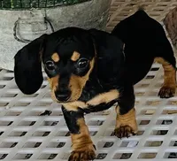 Black velvet, a male Miniature Dachshund for sale in Lake City, FL – Photo 5 of 10