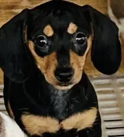 Black velvet, a male Miniature Dachshund for sale in Lake City, FL – Photo 4 of 10