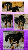 Black velvet, a male Miniature Dachshund for sale in Lake City, FL – Photo 1 of 10