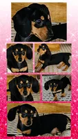 Black velvet, a male Miniature Dachshund for sale in Lake City, FL – Photo 10 of 10