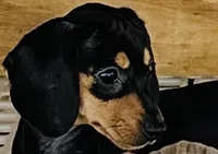 Black velvet, a male Miniature Dachshund for sale in Lake City, FL – Photo 3 of 10