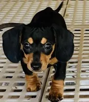 Black velvet, a male Miniature Dachshund for sale in Lake City, FL – Photo 2 of 10