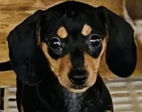 Black velvet, a male Miniature Dachshund for sale in Lake City, FL – Photo 6 of 10