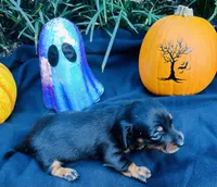 Stormy, a male Miniature Dachshund for sale in Tampa, FL – 6 of 10