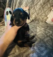 Watermelon 🍉 , a male Miniature Dachshund for sale in Sarasota, FL – 2 of 10