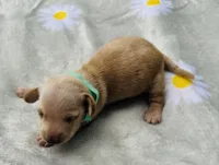 Cappuccino, a male Miniature Dachshund for sale in Lake City, FL – 3 of 8