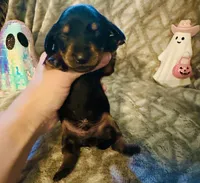 Watermelon 🍉 , a male Miniature Dachshund for sale in Sarasota, FL – 10 of 10