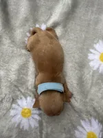 Cheezit, a male Miniature Dachshund for sale in Lake City, FL – 10 of 10