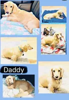 Donut 🍩, a female Miniature Dachshund for sale in Sarasota, FL – 10 of 10