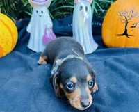 Maleficent, a female Miniature Dachshund for sale in Tampa, FL – 6 of 10