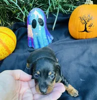 Stormy, a male Miniature Dachshund for sale in Tampa, FL – 4 of 10