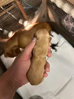 Cheezit , a female Miniature Dachshund for sale in Lake City, FL – Photo 4 of 10