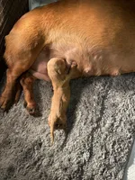 Cheezit , a female Miniature Dachshund for sale in Lake City, FL – Photo 9 of 10