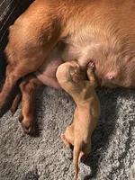 Cheezit , a female Miniature Dachshund for sale in Lake City, FL – Photo 10 of 10