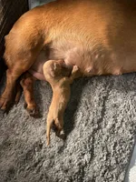 Cheezit , a female Miniature Dachshund for sale in Lake City, FL – Photo 8 of 10