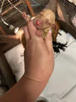 Cheezit , a female Miniature Dachshund for sale in Lake City, FL – Photo 2 of 10