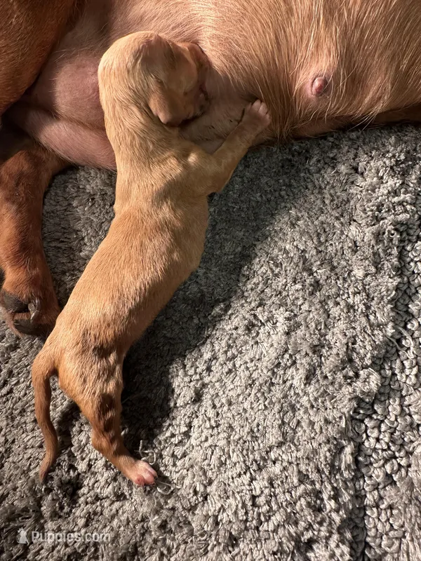 Cheezit  – Miniature Dachshund puppy for sale in Lake City, FL