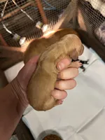 Cheezit , a female Miniature Dachshund for sale in Lake City, FL – Photo 3 of 10