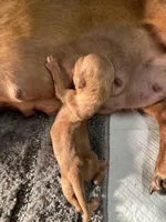 Cheezit , a female Miniature Dachshund for sale in Lake City, FL – Photo 7 of 10