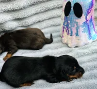 Stormy, a male Miniature Dachshund for sale in Sarasota, FL – 5 of 9