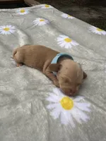 Cheezit, a male Miniature Dachshund for sale in Lake City, FL – 2 of 10
