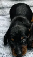 Stormy, a male Miniature Dachshund for sale in Sarasota, FL – 4 of 9