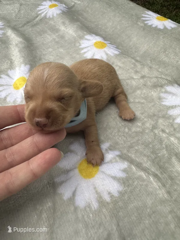 Cheezit – Miniature Dachshund puppy for sale in Lake City, FL