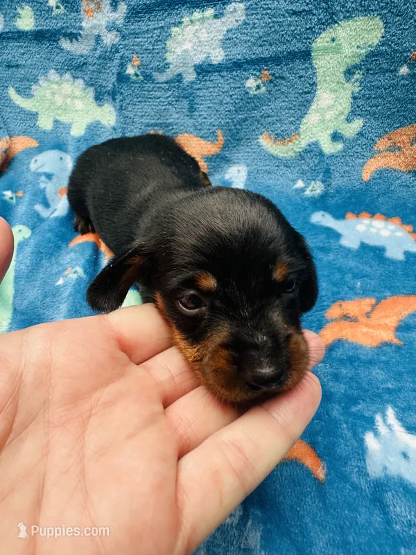 Stormy – Miniature Dachshund puppy for sale in Sarasota, FL