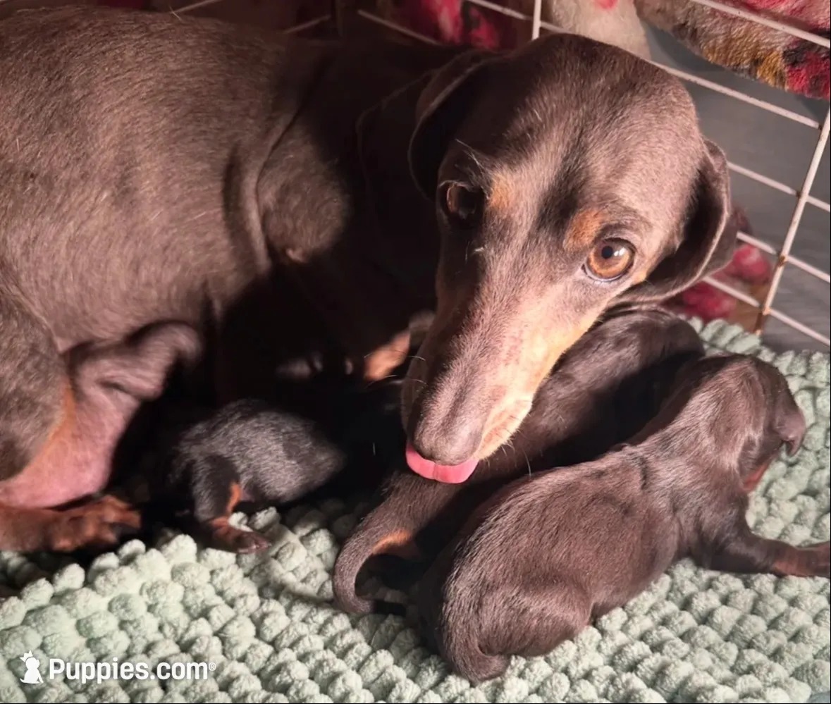 Mercedes, a female Miniature Dachshund for sale in Sarasota, FL – 10 of 10