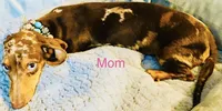Cappuccino, a male Miniature Dachshund for sale in Lake City, FL – 4 of 8