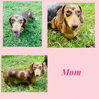 Litter coming, a female Miniature Dachshund for sale in Lake City, FL – Photo 1 of 2
