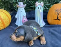 Maleficent, a female Miniature Dachshund for sale in Tampa, FL – 3 of 10