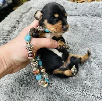 Maleficent, a female Miniature Dachshund for sale in Lake City, FL – Photo 1 of 10